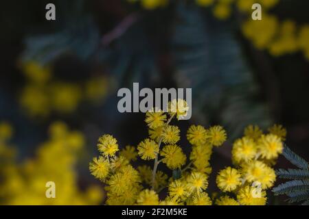 Akazie dealbata Silber wattle gelbe Blüten blühen aus nächster Nähe Stockfoto