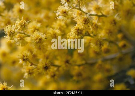 Akazie dealbata Silber wattle gelbe Blüten blühen aus nächster Nähe Stockfoto