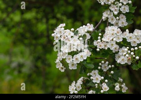 Weißdorn blüht im Frühling Stockfoto