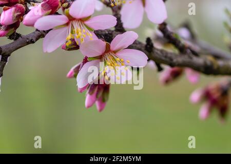 Detail von prunus dulcis blühenden Baum blühenden rosa Blüten in Anfang Frühjahr Stockfoto