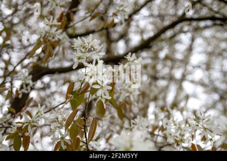 Schneeweiße mespilus-Blüten blühen im Frühling Stockfoto