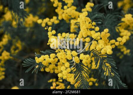 Akazie dealbata Silber wattle gelbe Blüten blühen Stockfoto