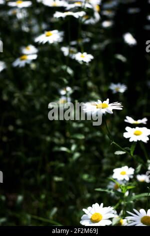Hintergrund Mit Frühlingsblumen. Feld der Chamomiles an einem sonnigen Tag. Stockfoto