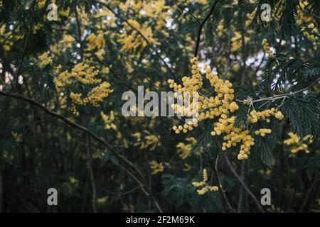 Akazie dealbata Silber wattle gelbe Blüten blühen Stockfoto