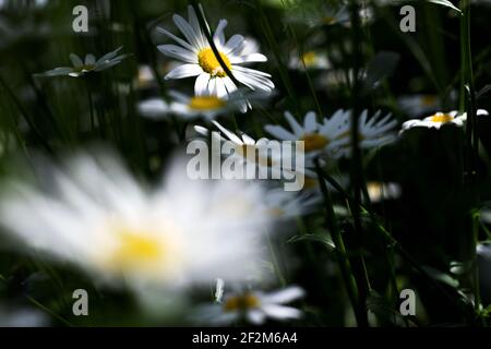 Chamomiles Meadow. Frühling Sommer Gartenarbeit. Stockfoto