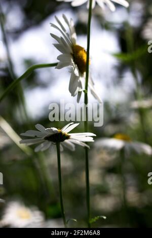 Abstrakter Frühling Blumenhintergrund. Nahaufnahme Der Kamillen. Stockfoto