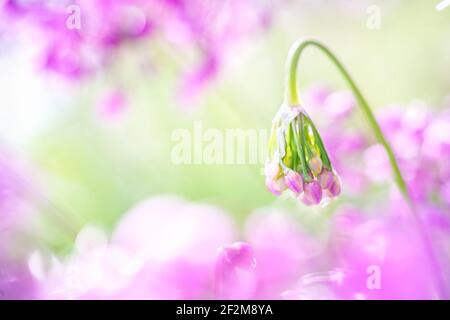 Hübsches Porträt von einzelnen Allium cernuum oder nickende Zwiebel mit einer Gruppe von rosa Knospen. Rechts neben dem Bild mit einem rosafarbenen und grünen Hintergrund. Stockfoto