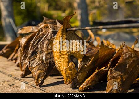 Fischverarbeitungsanlage. Frisch geräucherter Fisch. Geräucherte Flunder, Close Up Smoking Prozess Fisch für den Hausgebrauch. Stockfoto