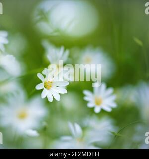 Nahaufnahme von winzigen Stitchwort-Wildblumen in einem grasbewachsenen Feld. Stockfoto