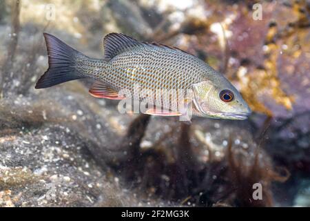 Nahaufnahme eines wunderschönen Mangroven Snapper mit seinen subtilen und doch farbenfrohen Markierungen. Stockfoto