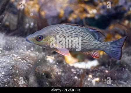 Nahaufnahme eines wunderschönen Mangroven Snapper mit seinen subtilen und doch farbenfrohen Markierungen. Stockfoto