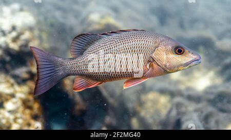 Nahaufnahme eines wunderschönen Mangroven Snapper mit seinen subtilen und doch farbenfrohen Markierungen. Stockfoto