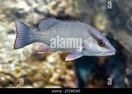 Nahaufnahme eines wunderschönen Mangroven Snapper mit seinen subtilen und doch farbenfrohen Markierungen. Stockfoto