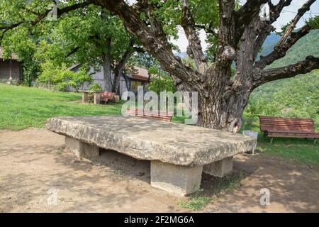 Uralter Haselnussbaum und riesiger Plattentisch auf dem Gelände Des Hauses-Museum des georgischen Dichters Akaki Zereteli im Dorf Skhvitori Sachkhere Georgien Stockfoto