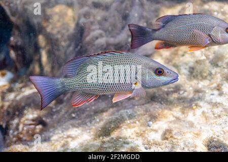 Nahaufnahme eines wunderschönen Mangroven Snapper mit seinen subtilen und doch farbenfrohen Markierungen. Stockfoto