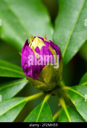 Rhododendron neue rosafarbene Knospen beginnen im Frühling in Großbritannien, Europa zu blühen Stockfoto