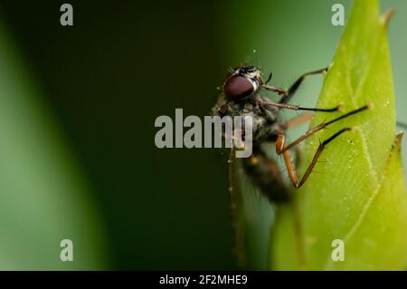 Hoverfly oder Blume fliegen oder Syrphid fliegen extreme close up selektive Fokus auf das Auge Barching auf Rhododendron Knospe während des Frühlings in Großbritannien, Europa Stockfoto