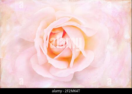 Eine arty strukturierte Nahaufnahme der Mitte einer rosa pfirsichfarbenen Rosenblume. Stockfoto