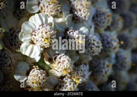 Makroansicht von winzigen weißen Schafgarben Blumen Stockfoto