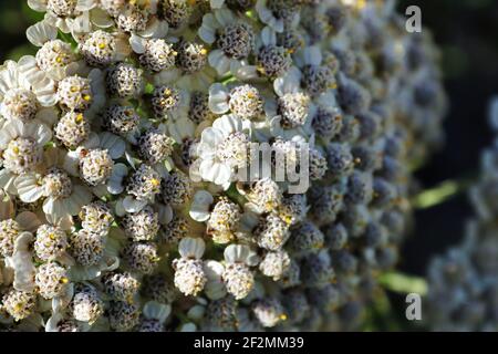 Makroansicht von winzigen weißen Schafgarben Blumen Stockfoto