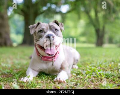 Eine glückliche grau-weiße Staffordshire Bull Terrier Mischrasse Hund liegt im Gras und keuchend Stockfoto