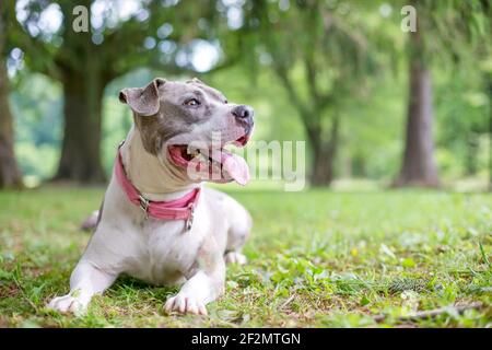 Eine glückliche grau-weiße Staffordshire Bull Terrier Mischrasse Hund liegt im Gras und keuchend Stockfoto