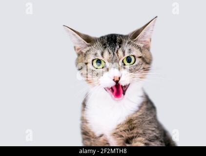 Ein Kurzhaar-Kätzchen mit erweiterten Pupillen und offenem Mund In einem Zischen oder zornigen Miau Stockfoto