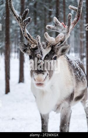 Finnische Rentiere, Rangifer tarandus fennicus, Arktis, Levi, Lappland, Finnland, Nordeuropa Stockfoto