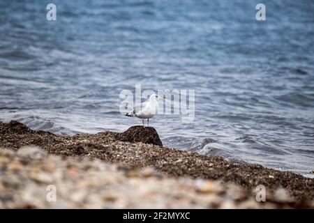 Möwe steht auf Algen vor dem Ozean, Deutschland, Europa Stockfoto