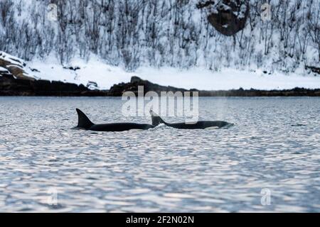 Orcas im Norwegischen Meer, Orcinus Orca, Arktis, Skjervøy, Norwegen, Nordeuropa Stockfoto