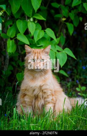 Ingwer Katze sitzt auf Gras im Garten. Stockfoto