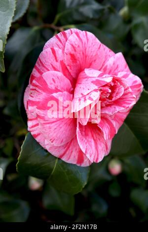 Camellia japonica ‘Tricolor Superba’ Camellia Tricolor Superba – rosa Blüten mit roten Flecken und weißen Streifen, März, England, Großbritannien Stockfoto