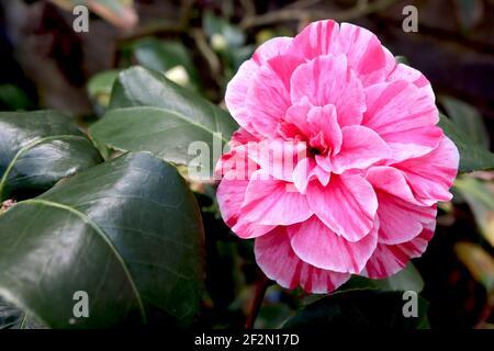 Camellia japonica ‘Tricolor Superba’ Camellia Tricolor Superba – rosa Blüten mit roten Flecken und weißen Streifen, März, England, Großbritannien Stockfoto