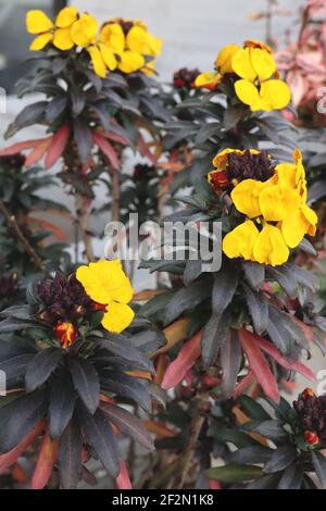 Erysimum cheiri ‘Fragrant Star’ Wallflower Fragrant Star – goldgelbe Blüten mit schwarzen, lanzenförmigen Blättern, März, England, Großbritannien Stockfoto