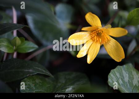 Ficaria verna Lesser Celandine – leuchtend gelbe glänzende Blüten und herzförmige Blätter, März, England, Großbritannien Stockfoto