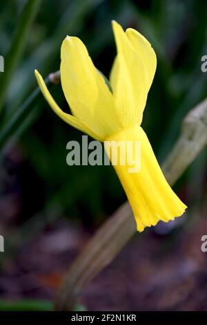 Narcissus Cyclamineus Division 13 Botanischer Name nur gelbe Narzissen mit voll reflexierten Blütenblättern, März, England, Großbritannien Stockfoto