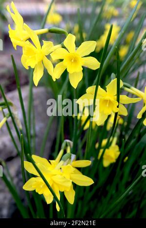 Narcissus jonquilla ‘Baby Boomer’ Division 7 jonquilla Daffodils Rush Daffodil Baby Boomer – kleine gelbe Narzissen, rauschähnliche Blätter, März, England Stockfoto