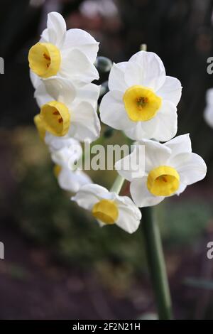 Narcissus ‘Canaliculatus’ / Daffodil Canaliculatus Division 8 Tazetta Daffodils mit mehreren Köpfen und hohem Duft, gelbe Tasse, März, England, Großbritannien Stockfoto