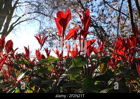 Photinia x fraseri Rotkehlchen Rotkehlchen Photinia – dunkelgrüne und leuchtend rote Blätter, März, England, Großbritannien Stockfoto