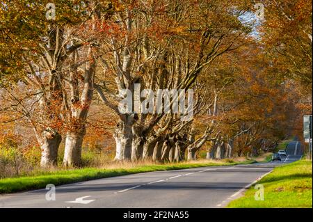 Buchenwälder säumen die Blandford Road zwischen Wimborne Minster und Blandford Forum Stockfoto