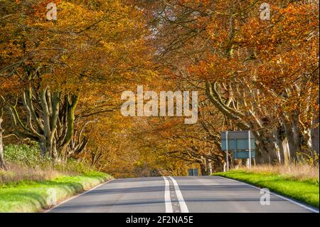 Buchenwälder säumen die Blandford Road zwischen Wimborne Minster und Blandford Forum Stockfoto