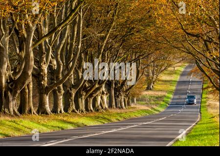 Buchenwälder säumen die Blandford Road zwischen Wimborne Minster und Blandford Forum Stockfoto