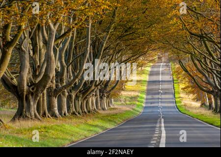 Buchenwälder säumen die Blandford Road zwischen Wimborne Minster und Blandford Forum Stockfoto