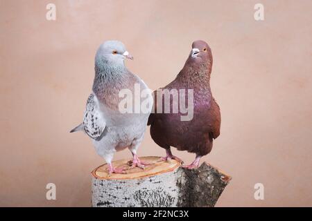 Ein Paar Tauben, braun und blau überraschen sich gegenseitig auf dem Birkenstumpf, drinnen, auf beigem Hintergrund im Fotostudio, horizontales Foto Stockfoto