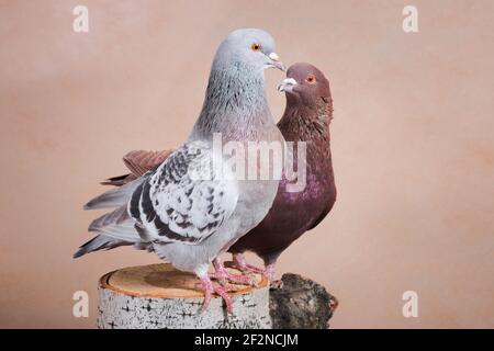 Ein Paar Tauben, blau und braun, sitzen drinnen auf einem Birkenstumpf, auf beigem Hintergrund in einem Fotostudio, horizontales Foto Stockfoto