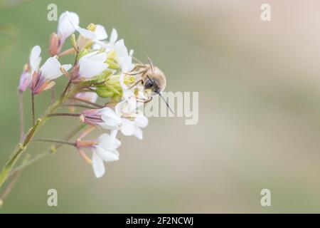Biene auf der Oberseite der weißen Blumen bestäuben mit einem thront Selektiver Scheinwerfer Stockfoto
