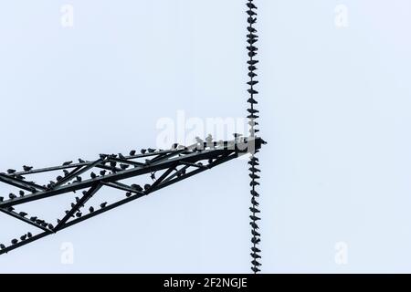 Deutschland, Stare (Sturnidae) auf einem Mast. Stockfoto