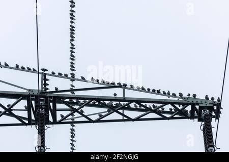 Deutschland, Stare (Sturnidae) auf einem Mast. Stockfoto