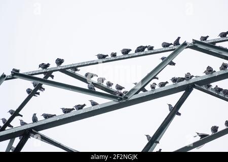 Deutschland, Stare (Sturnidae) auf einem Mast. Stockfoto