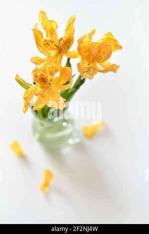 Drei verwelkte gelbe Tulpen mit gefallenen Blütenblättern in einer Glasvase auf weißem Grund. Blick von oben Stockfoto